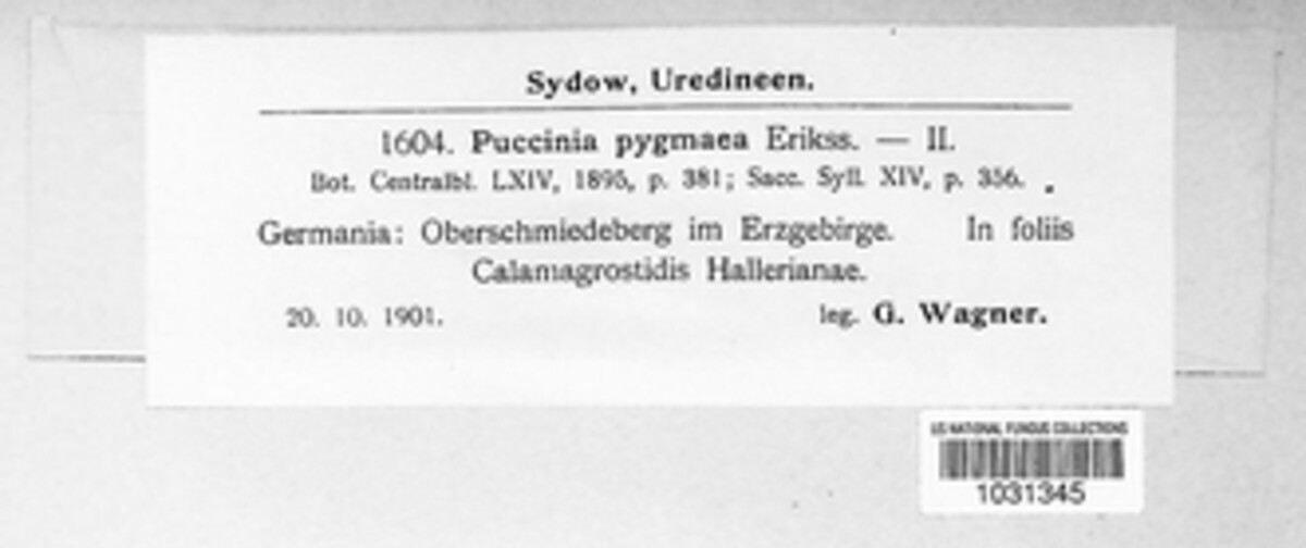 Puccinia pygmaea image